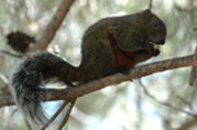 écureuil à ventre rouge
