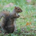 Écureuil gris en alerte