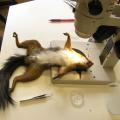 examen microscopique d'un écureuil roux mort