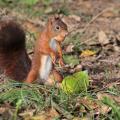 Écureuil roux avec une noisette en bouche