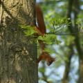 Écureuil roux sur un tronc d'arbre