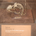 Fossile de l'ancêtre commun des écureuils.