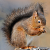 Reproduction de l'écureuil roux, Biologie, Écureuil roux