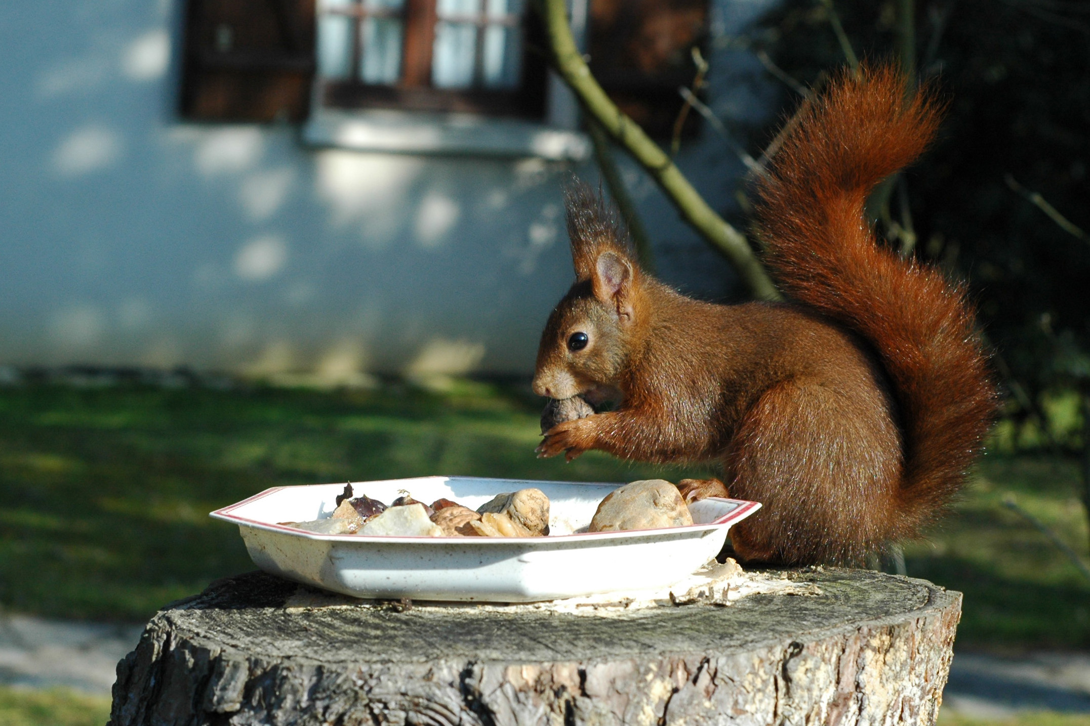 Nourrissage des écureuils roux, Besoin de conseils