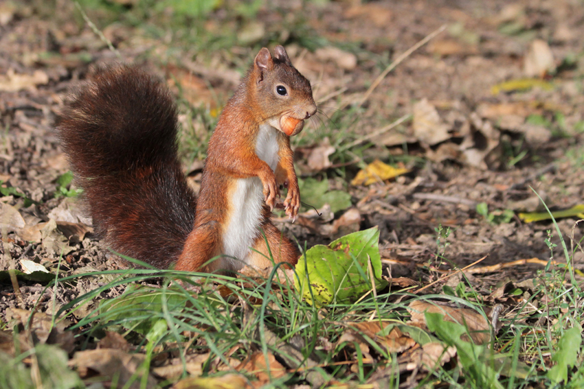 Un écureuil qui profite de sa nourriture en hiver Assiette en
