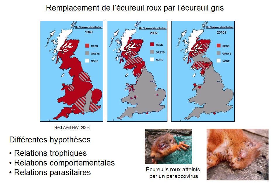 Ecureuil gris : taille, description, biotope, habitat, reproduction