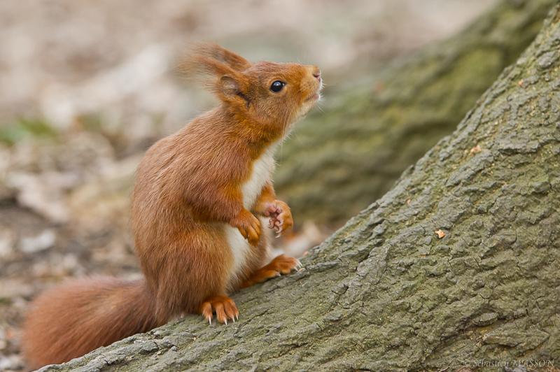 Comportement de l'écureuil roux, Biologie, Écureuil roux