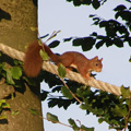 écureuil roux sur un écuroduc