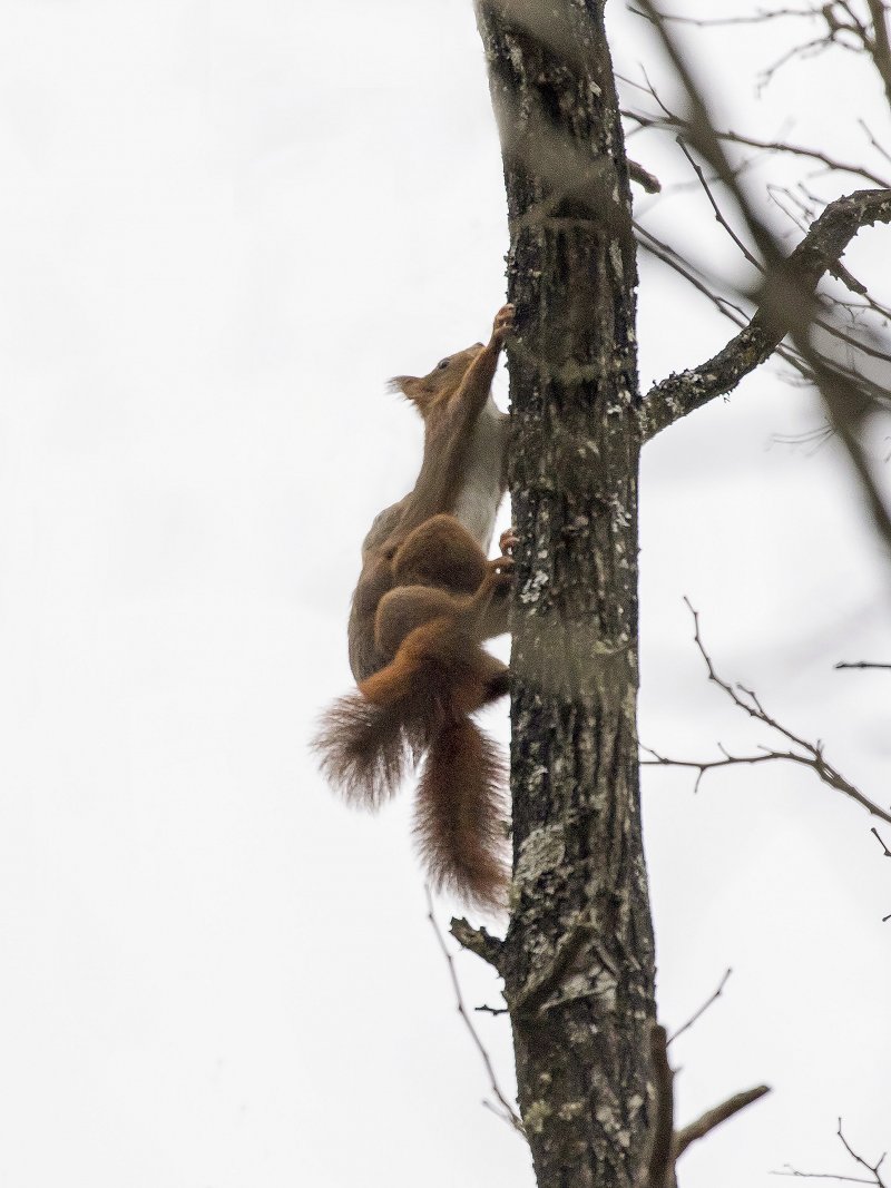 Reproduction de l'écureuil roux, Biologie, Écureuil roux