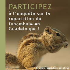 Participez à l'enquête sur la répartition du funambule en Guadeloupe