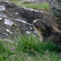 Marmotte des Alpes - Sciuridé