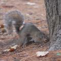 écureuils gris cherchant de la nourriture cachée au sol