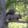 écureuil gris dans un arbre