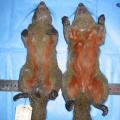 Coloration du ventre d'un écureuil à ventre rouge
