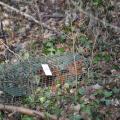 écureuil roux capturé dans une cage piège