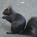 Écureuil gris au pelage noir - forme mélanique.