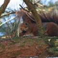 écureuil roux se nourrissant d'une pomme de pin