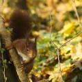 Écureuil roux sur une branche