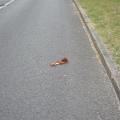 écureuil roux mort sur la route