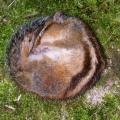 Écureuil de Corée en hibernation