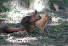 Simulacre d’accouplement de deux jeunes ecureuils roux