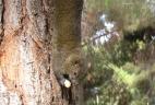 Écureuil de Pallas s'alimentant la tête en bas le long d'un tronc.