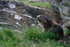Marmotte des Alpes.