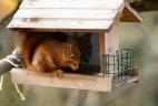 écureuil roux dans un égrainoir à oiseaux