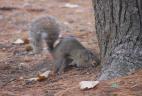 Écureuil gris en train de recherche une fruit caché au pied d’un arbre
