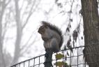 Écureuil gris dans le Parc Castello à proximité de Turin en Italie
