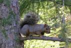 Écureuil gris en pelage d’été
