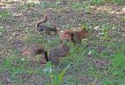 Portée d'écureuils roux