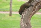 Écureuil de Pallas écorçant un arbre.