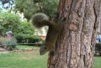 Mouvement de la queue d'un Écureuil de Pallas inquiet.