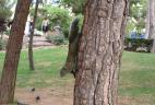 Écureuil à ventre rouge au Parc de la Pinède à Antibes.