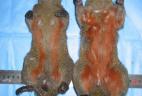 Face ventrale d'écureuils à ventre rouge naturalisés