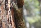 écureuil à ventre rouge sur un tronc d'arbre