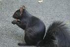 Écureuil gris au pelage noir.