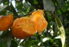 Orange consommée par un écureuil de Pallas
