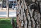 Plusieurs Écureuils à ventre rouge sur un tronc d'arbre.