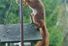 Un écureuil roux se nourriassant d'une boule de graisse pour oiseau