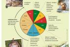 Schéma du cycle de vie du tamia de Sibérie.