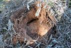 Intérieur d'un nid d'Écureuil de Pallas
