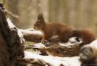Écureuil roux sous la neige.