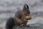 Écureuil roux consommant une noix.