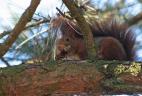 Écureuil roux consommant des cônes de résineux.
