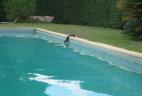 Écureuil roux buvant dans une piscine