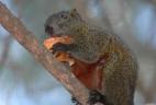 Écureuil à ventre rouge se nourrissant