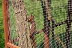 écureuil roux en cage avant son relâché