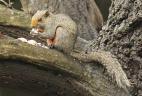 Écureuil à ventre rouge introduit en Argentine